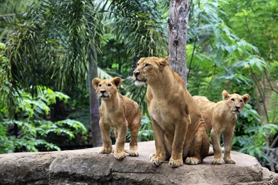 Lion Family Forest Wallpapers