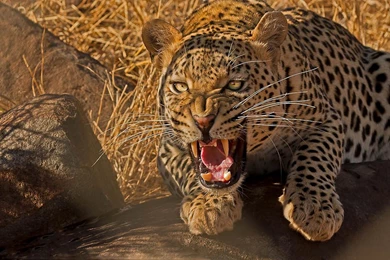 Leopard Wild Cat Predator Teeth Desktop Backgrounds >> HD ...