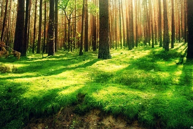 Desktop Wallpapers Nature HD Widescreen Wallpapers